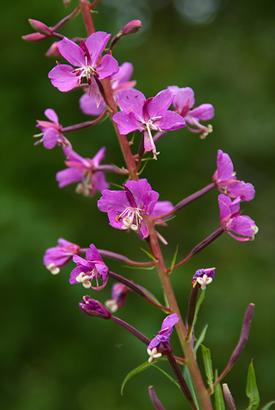 Unknown Flowers