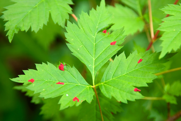 Red Spotted Leaves