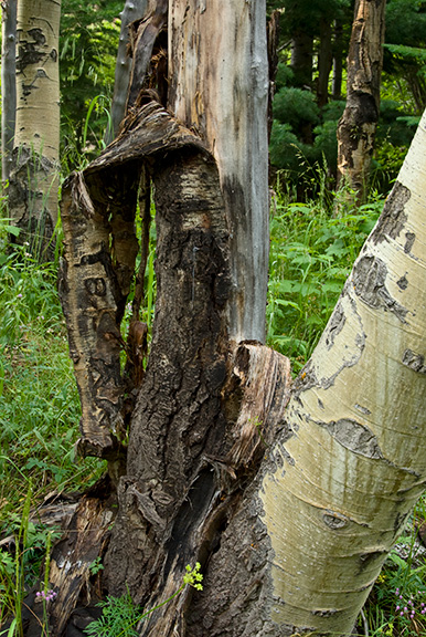 Melting Bark