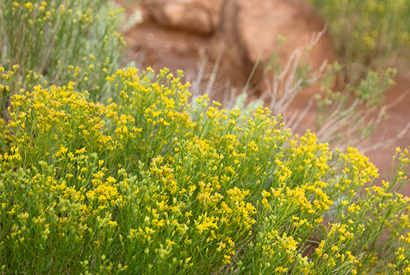 Red Rock Flowers
