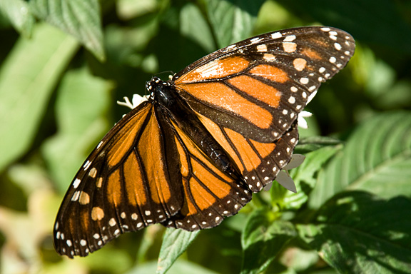 Monarch Butterfly 2