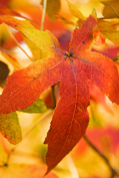 Autumn Leaf