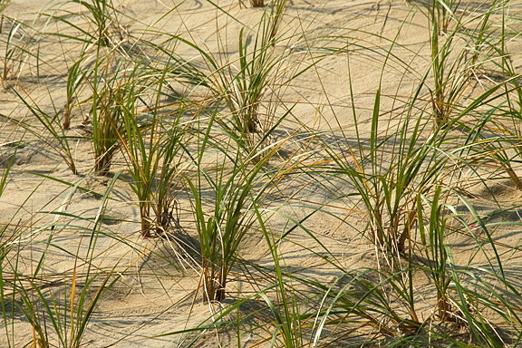 Dunes and grass