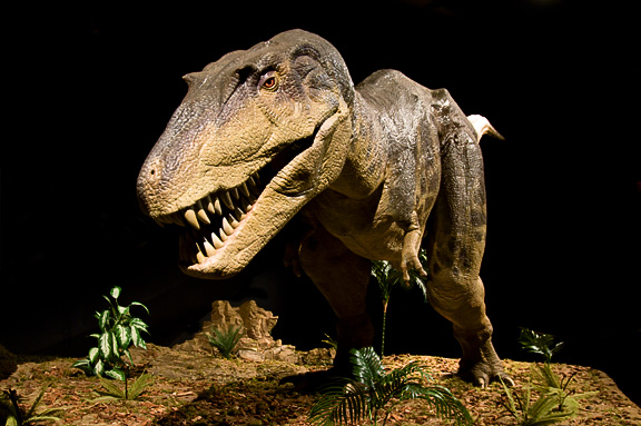 Albertosaurus