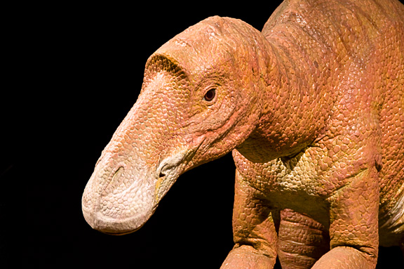 Maiasaura