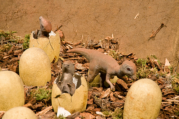 Maiasaura babies