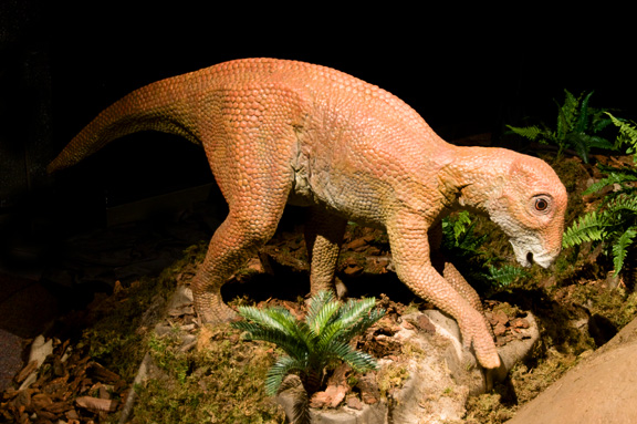 Maiasaura Juvenile