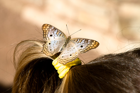 White Peacock