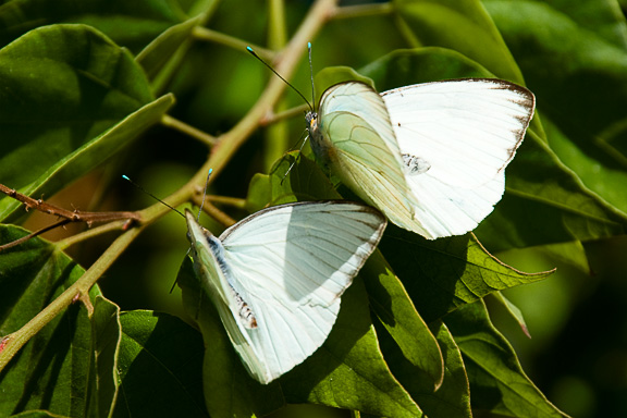 White Sulfer