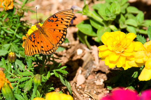 Gulf Fritillary
