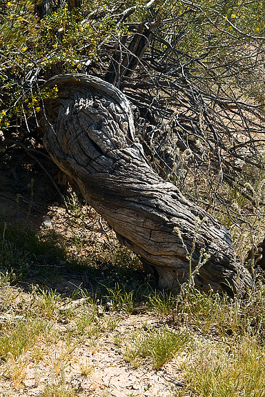 Twisted Trunk
