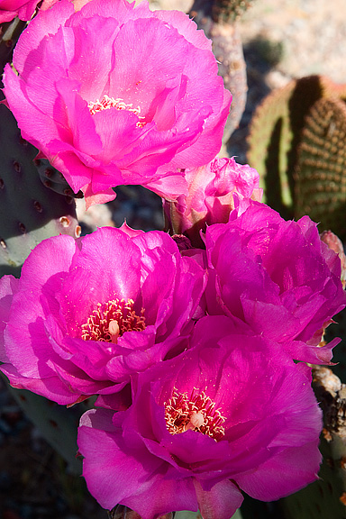 Cactus Flower
