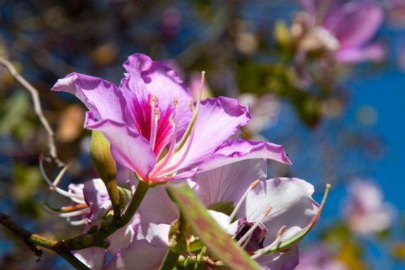 Orchid Tree Flower