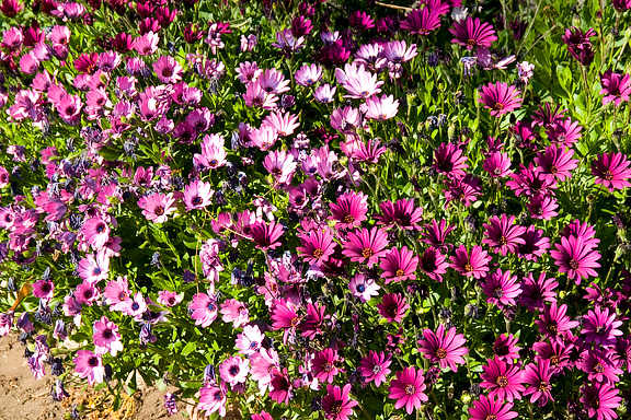 Carmel Flowers