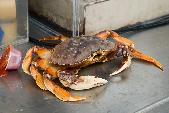 Live Crab