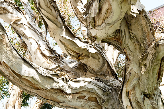 Sausalito Tree