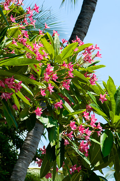 Plumeria
