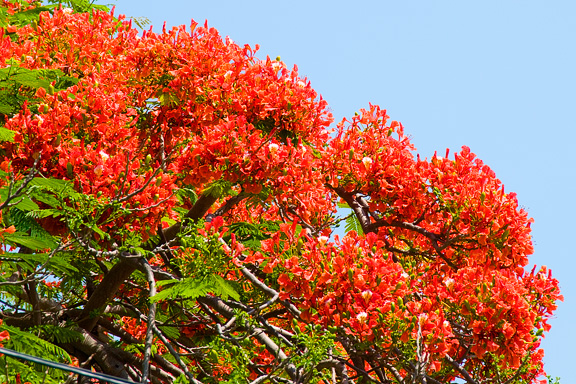 Royal Poinciana