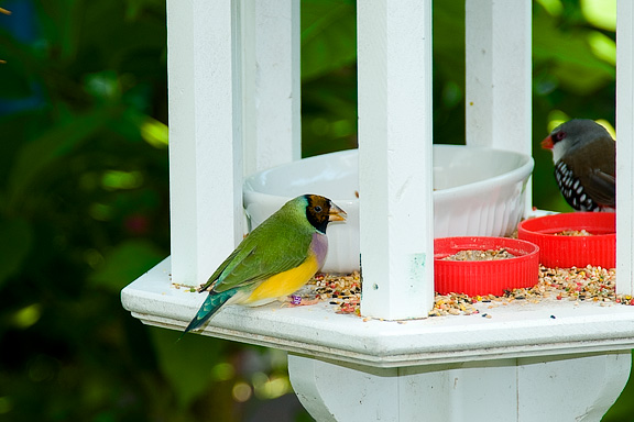 Birds