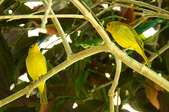 Birds