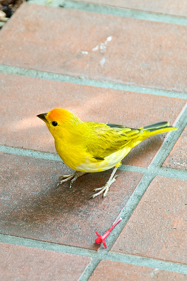 Birds