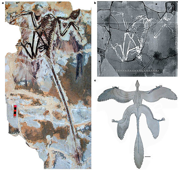 Feather Dino Fossil