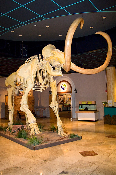 Mammoth
