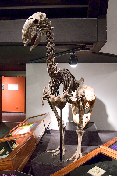 Diatryma