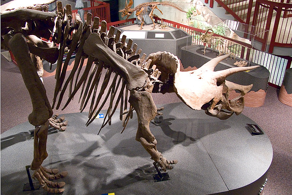 Triceratops