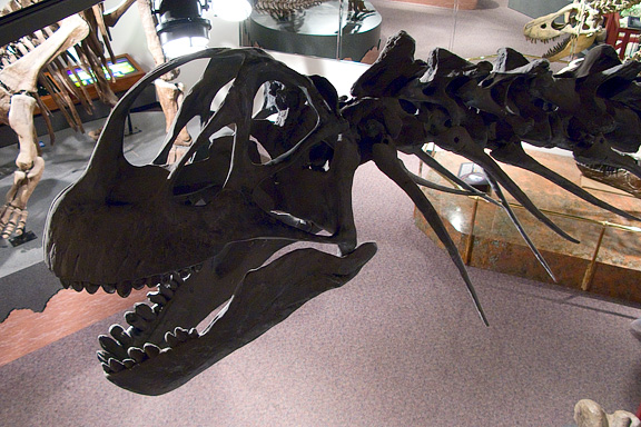 Camarasaurus