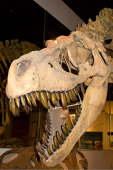 T. Rex