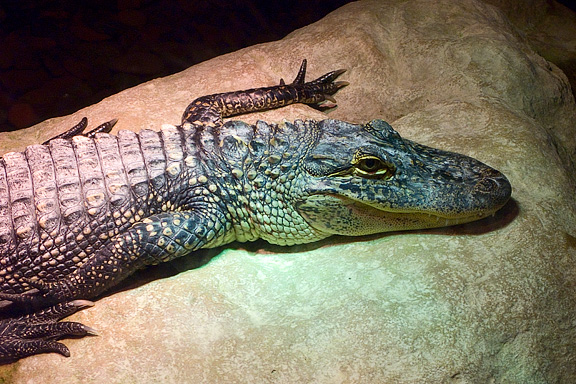 Elvis