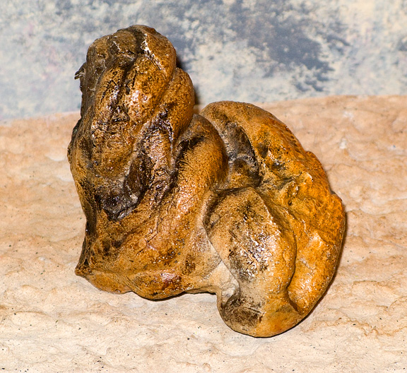 Fossil Poop