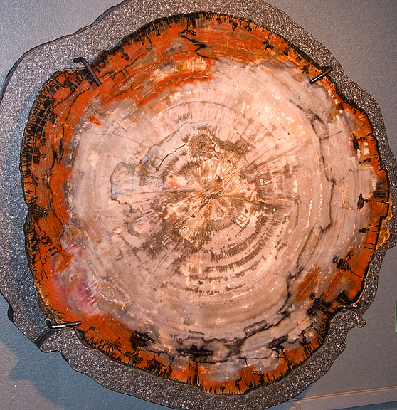 Petrified Wood