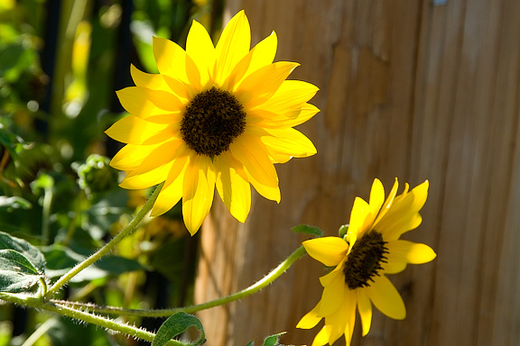 Black Eyed Susan