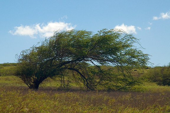 Windblown Tree