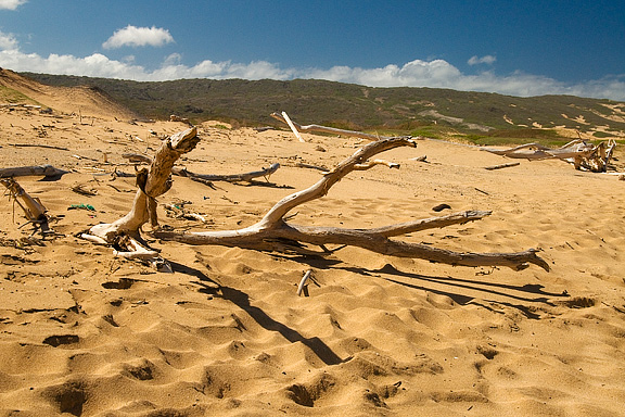 Driftwood