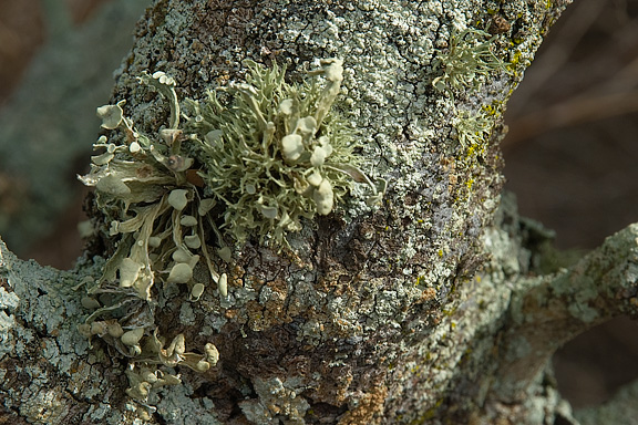 Lichen