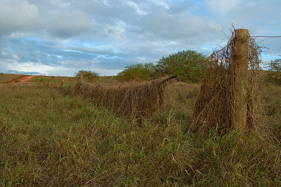 Overgrown Fence