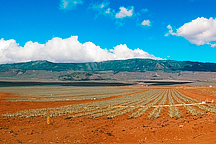 Pineapple Field