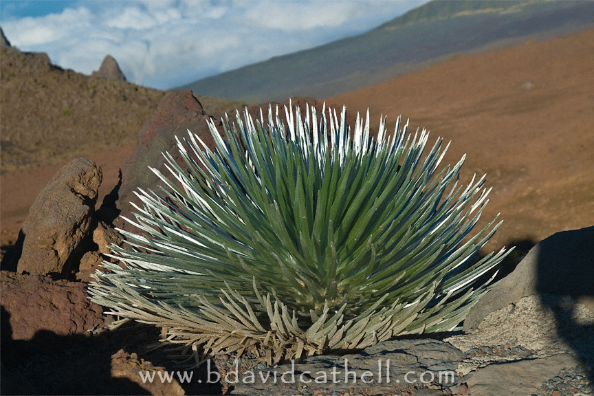 Silversword