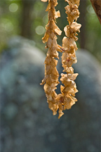 Phallic Rock Offering