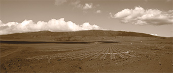 Pineapple Field Pano Sepia