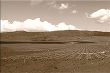 Pineapple Field Sepia