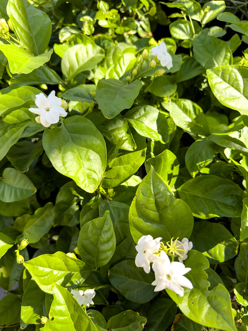 Lowe's Garden Center, Part 2